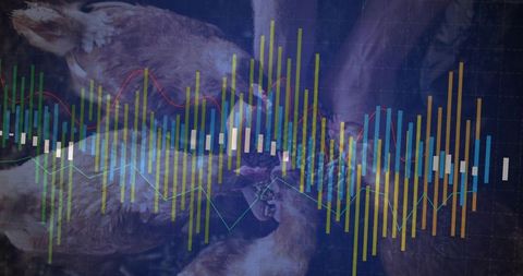 Poultry carcass visualization with financial analytics and data insights