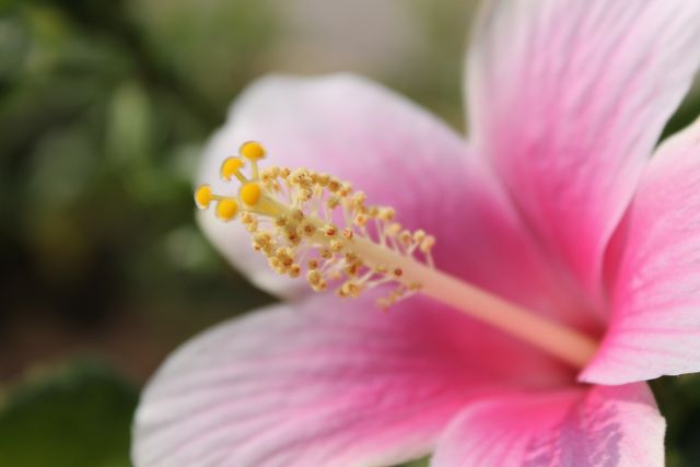 Colorful close-up of a pink hibiscus flower's stamen, showing fine details of pollen against a blurred background. Ideal for botanical studies, nature illustrations, floral designs, and gardening blogs.