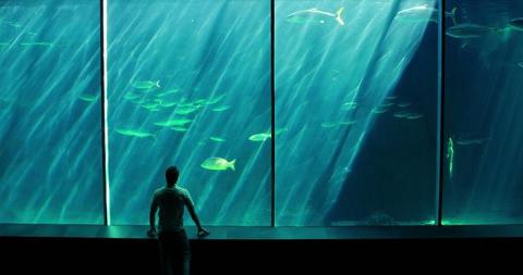 Man admiring large aquarium with shoal of fish under sun rays from ...