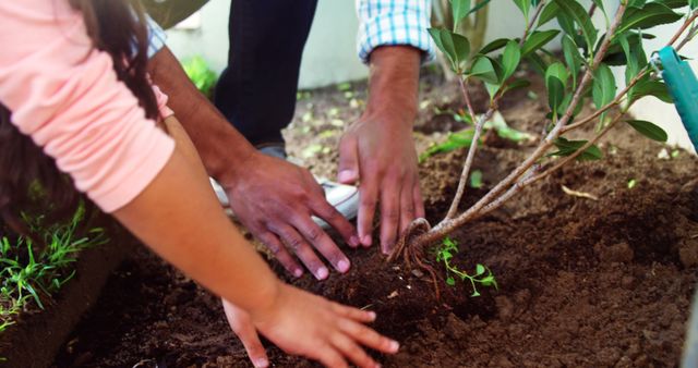 Father and daughter planting tree in garden at backyard 4k