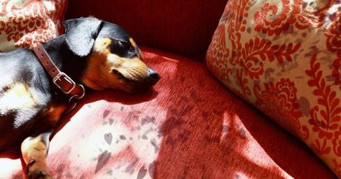 Sleepy dachshund relaxing on red sofa in sunny living room