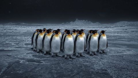 Emperor Penguins Huddling on Cracked Icy Plain Under Starry Polar Night