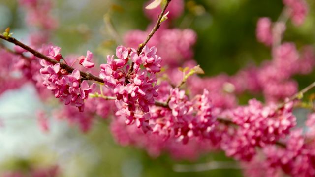 This stunning close-up of pink cherry blossoms offers an enchanting view of nature's beauty during spring. Ideal for use in nature blogs, floral prints, gardening websites, and seasonal marketing materials to invoke a sense of serenity and renewal.