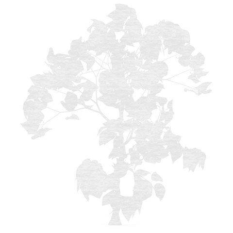 transparent silhouette of plant with detailed leaves - Download Free Stock Videos Pikwizard.com