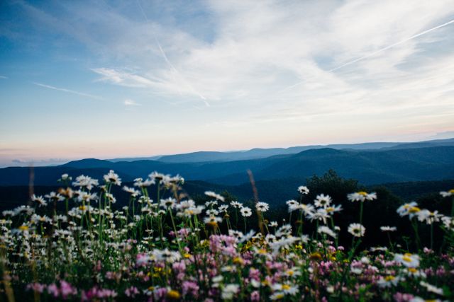 Beautiful view of flowers on the mountains and clouds in the sky. Nature and ecology concept