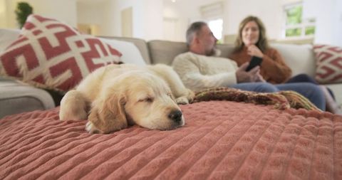 Golden Retriever Puppy Sleeping in Cozy Living Room with Relaxed Couple