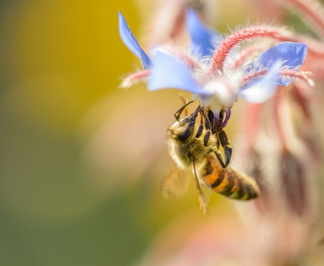Closeup view of bee pollinating a blue flower in a garden, showcasing interaction between bees and flowers. Useful for environmental articles, gardening blogs, or educational materials on pollination and conservation.