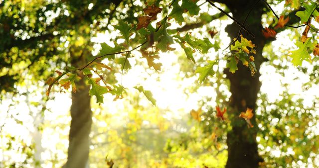 Sunlight shines through golden autumn leaves in a picturesque forest. Ideal for nature and seasonal themes, this image exudes tranquility and beauty. Great for backgrounds, environmental campaigns, or fall promotions.