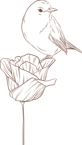 Minimalist Songbird Perching on Flower Line Drawing Transparent - Download Free Stock Videos Pikwizard.com