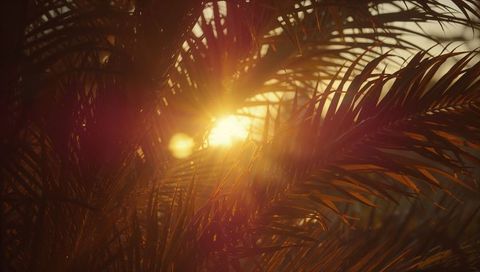 Golden Sunrise Through Palm Fronds Radiating Warmth and Serenity