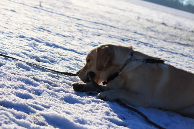 Golden Labrador chewing on stick in snowy field during winter. Outdoor cold weather scene showing playful pet enjoying nature. Use for content related to pets, dog behaviors, winter activities, snow scenes, and nature. Ideal for blogs, websites, advertisements, and social media promoting outdoor fun and pet care.