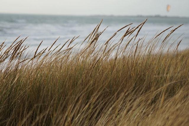 Beach grass swaying gently in the wind, set against the backdrop of ocean waves. Perfect for use in beach conservation projects, relaxation blogs, nature magazines, and for backgrounds in web design.