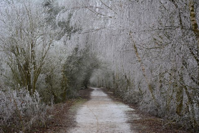 Snow-covered path leads through frosty winter forest with bare trees. Perfect for winter-themed presentations, seasonal backgrounds, nature photography, and tranquil scenery.