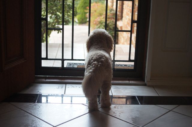 Small fluffy dog standing indoors looking through a gated door at garden outside. Could be used in pet care advertisements or blog posts about dog behavior and home safety. Shows curiosity and anticipation.