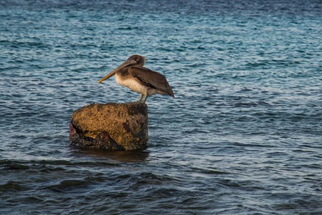Pelican Perching on Rock in Ocean - Download Free Stock Photos Pikwizard.com