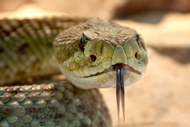 Close-Up of Viper Snake Showing Forked Tongue - Download Free Stock Photos Pikwizard.com