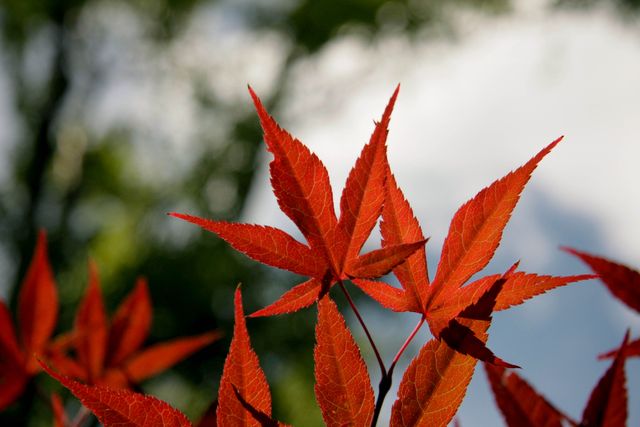 Bright red maple leaves glowing in the sunlight symbolize the beauty of the fall season. Ideal for use in nature-themed projects, autumn advertisements, seasonal promotions or educational materials focused on plant science.