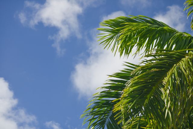 Tropical Palm Tree Leaves Against Blue Sky with Clouds - Download Free Stock Photos Pikwizard.com
