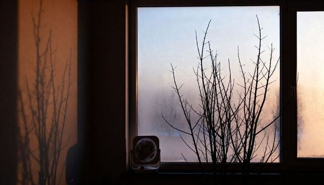 Winter Branch Silhouettes Casting Shadow on Frosted Window with Fan at Sunrise