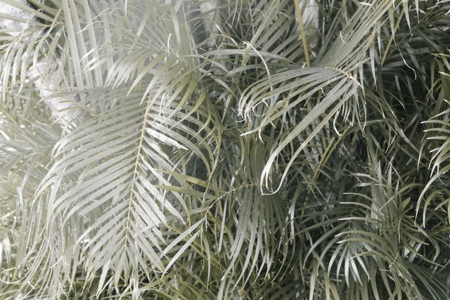 Dense Green Tropical Palm Leaves - Download Free Stock Photos Pikwizard.com