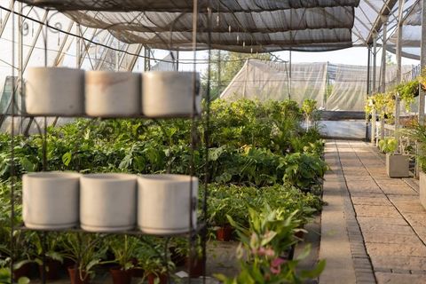 Greenhouse nursery rows of potted foliage plants under shade cloth with paved walkway