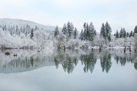 Snow-covered evergreen forest reflecting on mirror-like lake during calm winter morning