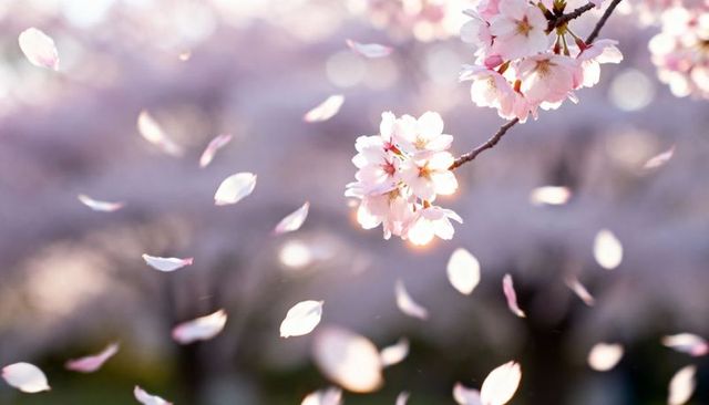 Sunlit cherry blossom branch shedding petals in soft pastel spring bokeh scene