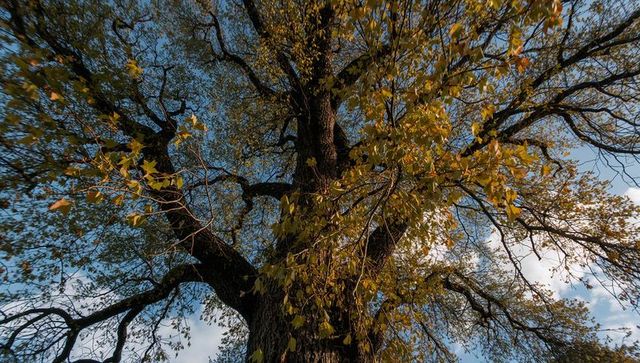 Mature tree stretching skyward, yellowing autumn leaves, textured trunk, wide branches