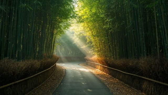 Sunlit Pathway Winding Through Tranquil Bamboo Forest