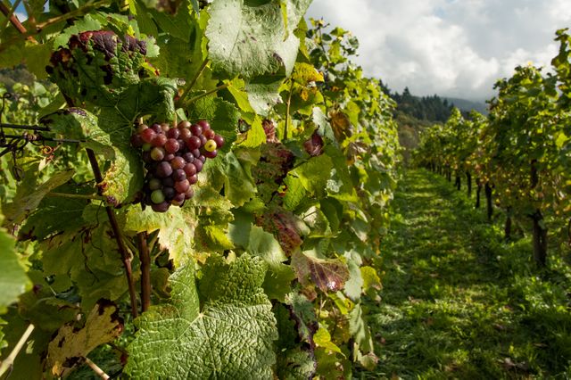 A vineyard with clusters of ripe grapes hanging from verdant grapevines during autumn. Suitable for promoting wine making, organic farming, rural tourism, and autumn agricultural themes.
