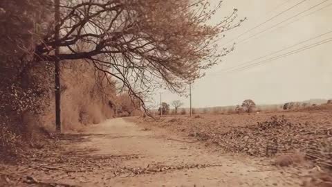 Camera Advancing Along Rural Dirt Track Under Overhanging Tree Canopy with Power Lines