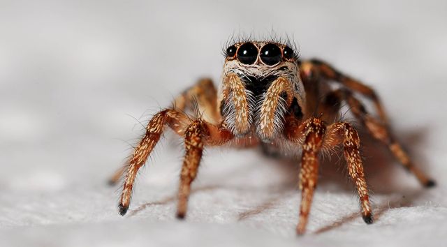 Jumping Spider on White Surface with Macro Details - Download Free Stock Photos Pikwizard.com