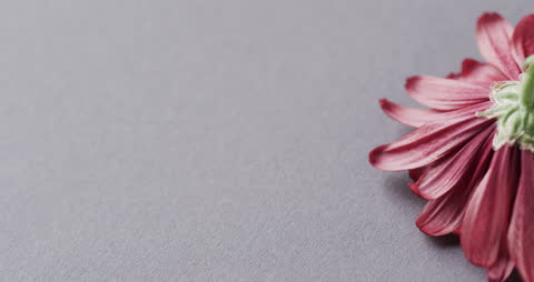 Close-up of Red Flower on Grey Textured Background
