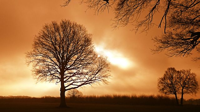 This scenic image showing the silhouettes of trees against a dramatic orange sky captured at sunset can be used for nature and landscape projects. It is perfect for backgrounds, inspirational content, and websites focusing on natural beauty. The warm tones and calm setting evoke feelings of peace and serenity, making it suitable for mindfulness and relaxation themes.