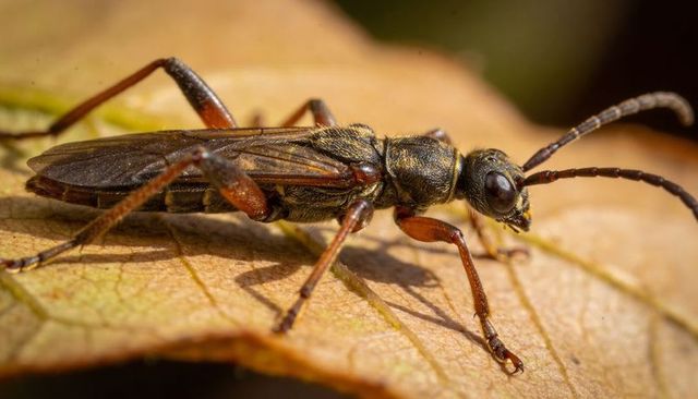 Perching slender wasp-like insect with metallic exoskeleton on dry leaf macro close-up