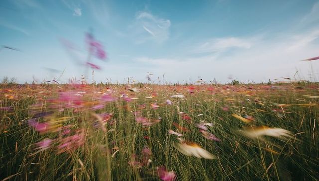 Swaying wildflower meadow under blue sky, wind-blown prairie blossoms in motion