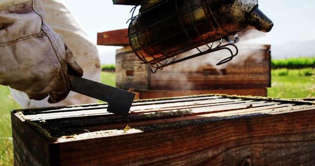 Beekeeper Inspecting Beehive Using Smoker in Field - Download Free Stock Images Pikwizard.com