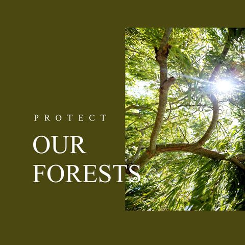 sunlight filtering through lush forest canopy, raising awareness - Download Free Stock Templates Pikwizard.com