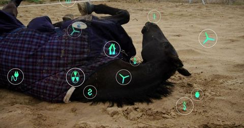Horse in Sandy Paddock Enhanced with Energy Technology