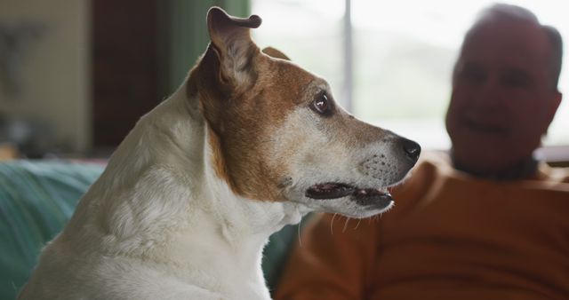 Jack Russell Terrier sitting attentively indoors with an older adult in the background. Ideal for use in advertisements and campaigns related to pets, home life, companionship, and senior pet ownership.