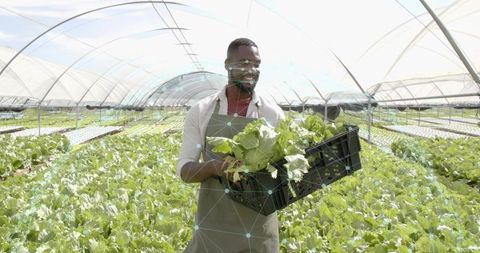 Smiling Farmer Harvesting Lettuce in Sustainable Greenhouse