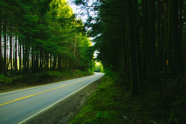 Serene forest road winding through lush green trees is perfect for depicting adventure, road trips or conveying the concept of escape into nature. Can be used for travel blogs, scenic journey promotions, and nature/photo books.