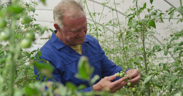 Senior Caucasian man inspects tomatoes in a greenhouse - Download Free Stock Photos Pikwizard.com
