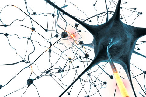 transparent neural network plexus with vibrant connections - Download Free Stock Videos Pikwizard.com