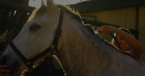 Woman grooming white horse with green hose in pastoral setting