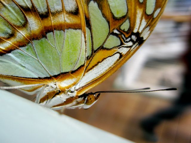 Close-Up of Green and Orange Butterfly Wing Details - Download Free Stock Photos Pikwizard.com