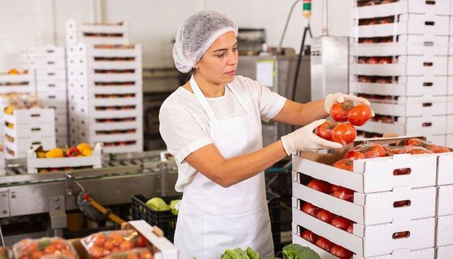 Produce packing worker inspecting and packing tomatoes on conveyor line