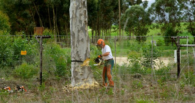 Lumberjack using chainsaw to cut down tree in rural forest - Download Free Stock Images Pikwizard.com