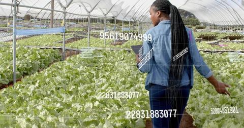 Woman in Greenhouse Analyzing Lettuce Growth with Digital Data