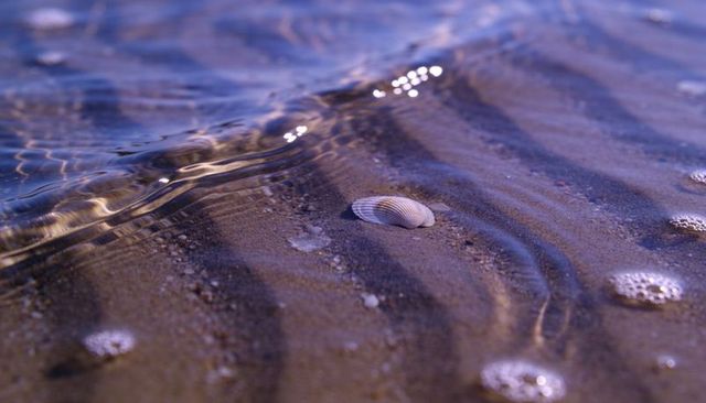 Solitary ridged seashell resting on wet rippled sand at shallow shoreline with soft waves